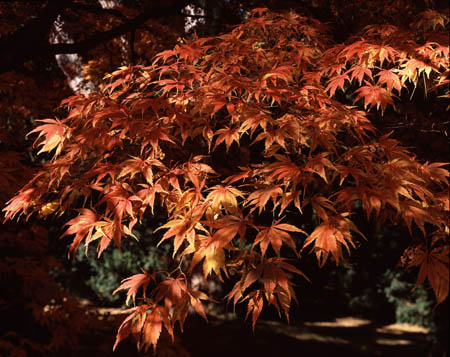 Westonbirt Leaf curtain