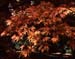 Westonbirt Leaf curtain