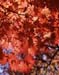 Westonbirt Maple Curtain A