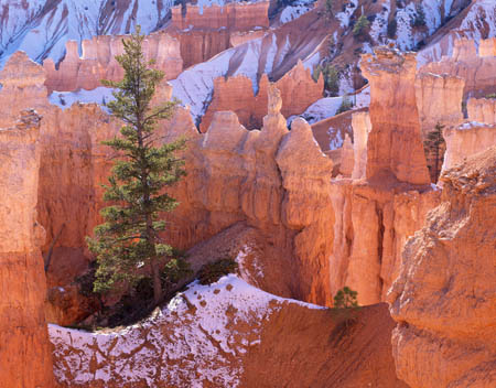 Tree & Hoodoos Queens Gdn