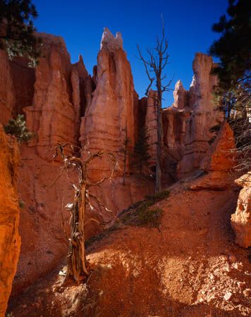 Tree & hoodoos Quns#7D20D3C