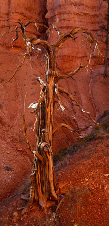 Tree, Queens Garden, Bryce