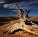 Tree at Bryce Point#7D20D3A