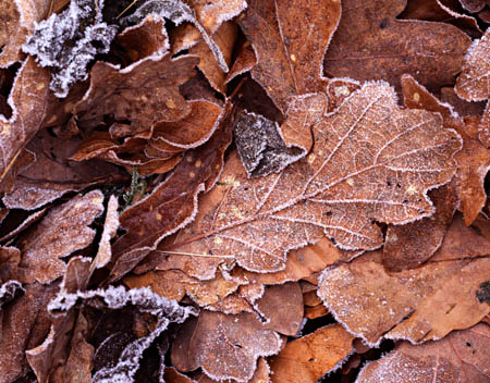 Leaf detail, River Brathay