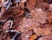 Leaf detail, River Brathay