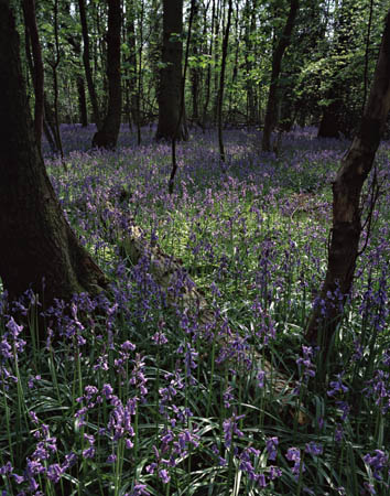 Bluebells near Henley 1