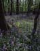 Bluebells near Henley 1