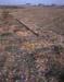 Dungeness 13a