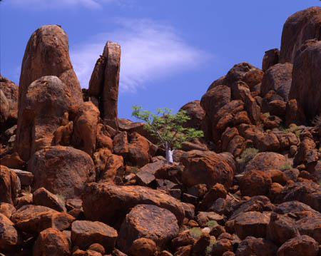 106 Tree in rocks, Nam0019