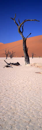 1065 Tree, Deadvlei, Namib