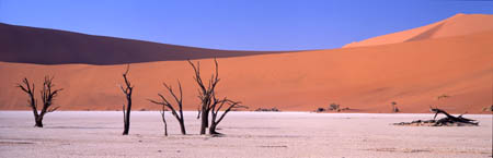 1069 Trees Deadvlei