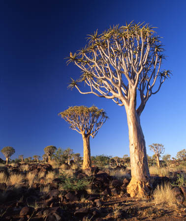 119 Quiver Tree Forest