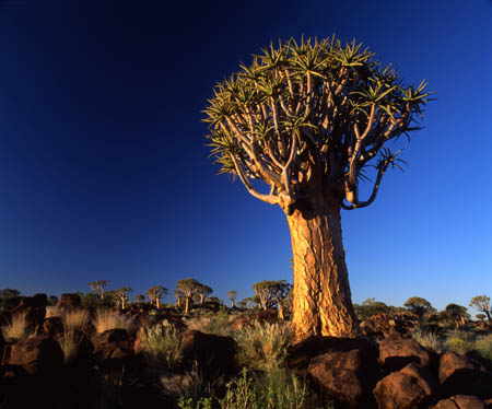 120 Quiver Tree Forest