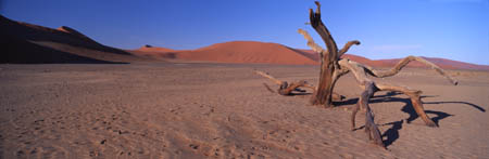 240 Deadvlei with tree