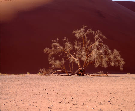 96 Tree at Dune 45 Ses0005