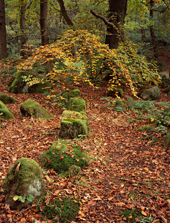 Glade with stones, #762829E