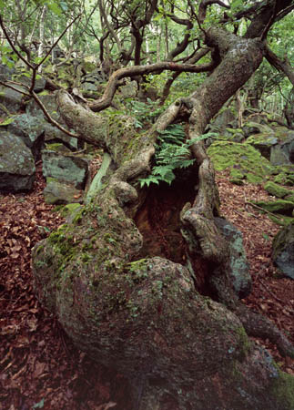 Gnarled Tree and Fe#762823B