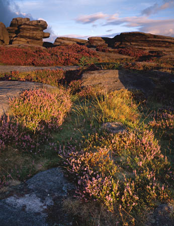 Heather and rocks n#7E5893E