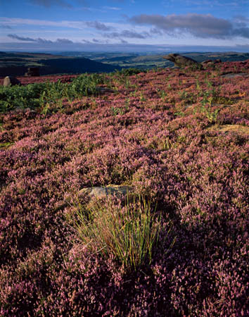 Heather rock and valley