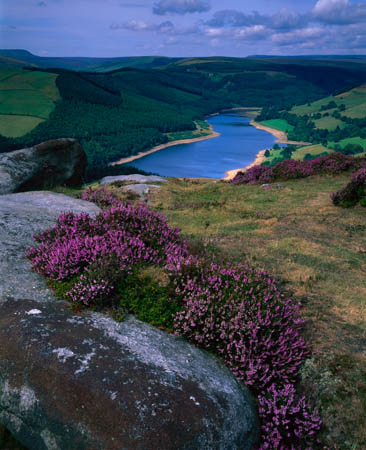 Ladybower view with heather