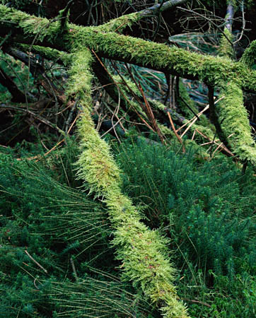 Larch Forest 1, Sna#762825C