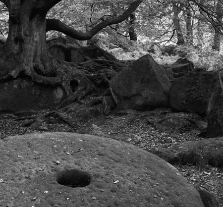 Millstone Tree Padley bw c1