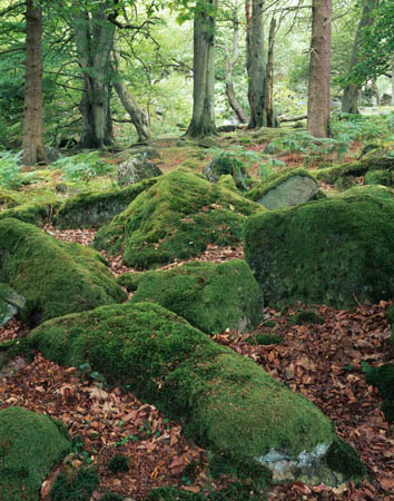 Mossy stones, Padle#7E58987