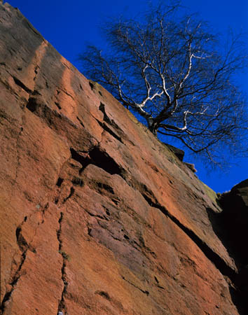 Rock face and tree