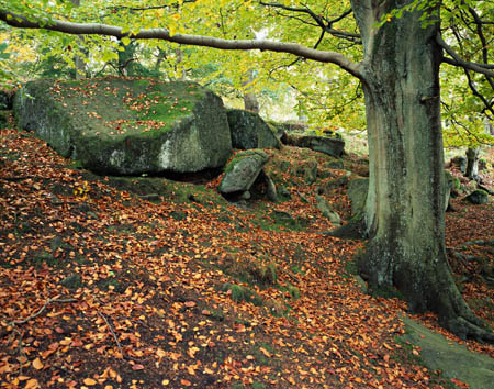 Tree and Rocks, Pad#76282A6