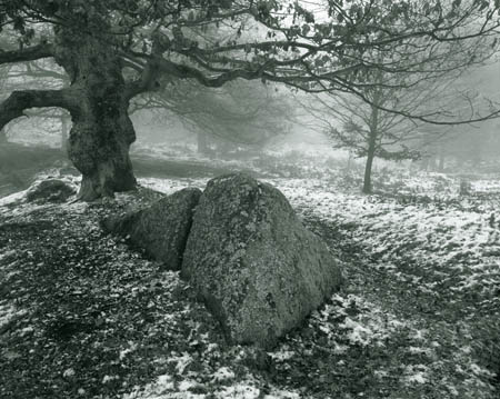 Tree and rock Padley fr1