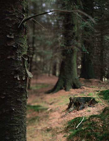 Trunk and stump, Snake Pass