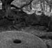 Millstone Tree Padley bw c1