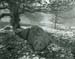 Tree and rock Padley fr1