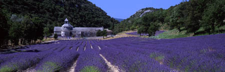 409 Lavender & Abbaye 300mm