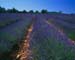 424 Lavender field nea0002