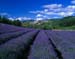426 Lavender and villa0001