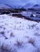 Rannoch tufts and Bla#C1A9F