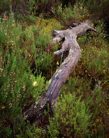 Log, Torridon