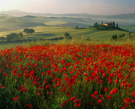 55 Belvedere & Poppies Susm