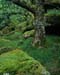 Wistmans Wood 1