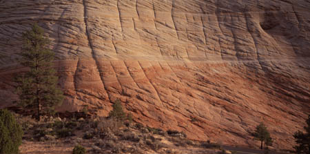 Checkerboard Mesa&tree0003