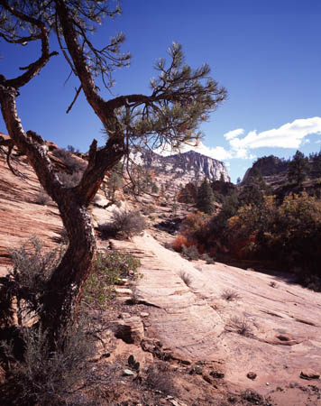 Tree and wash, Zion