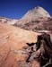 Sidecanyon and stump, Zion